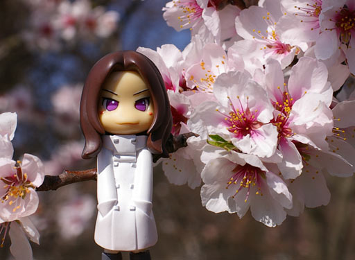 PK024 with sakura